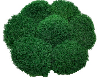 May include: A cluster of preserved green moss balls, arranged in a circular shape. The moss is soft and fluffy, with a natural, earthy texture.