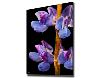 Photonability® Purple Orchid Macro | Canvas Wall Art & Home Decor
