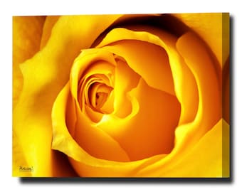 May include: Close-up of a vibrant yellow rose in full bloom. The petals are tightly curled at the center, gradually unfurling outwards. The image captures the intricate details and textures of the flower, with a soft, warm glow.