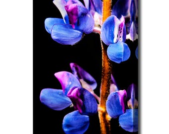 May include: Close-up of a vibrant blue and purple lupine flower against a black background. The flower's petals display a gradient of colors, with a central stem in a warm, golden hue. The image is a botanical study.