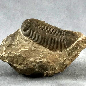 May include: A brown, segmented trilobite fossil embedded in a rough, light brown stone matrix. The fossil displays a distinct, elongated body with multiple horizontal ridges and a rounded head section, preserved in a natural, rocky formation.