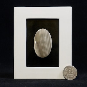 Beautiful Petrified Palm Fossil, cross section Specimen, showing growth rings, unusual cabochon. 58 X 30mm in White Solid Wood Mini Frame.
