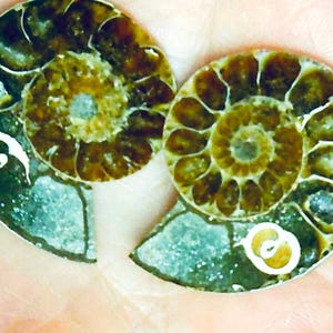 May include: Two halves of a fossilized ammonite shell, showcasing intricate spiral patterns. The shells display a mix of brown, tan, and green hues, with visible internal chambers. The fossil is set against a neutral background.