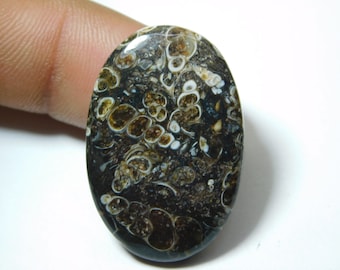 Natural Turritella Agate Cabochon Hand Polish Top Quality Turritella Fossil Gemstone Hand Made Loose Stone Semi Precious 35 Ct 35X22 mm#1238