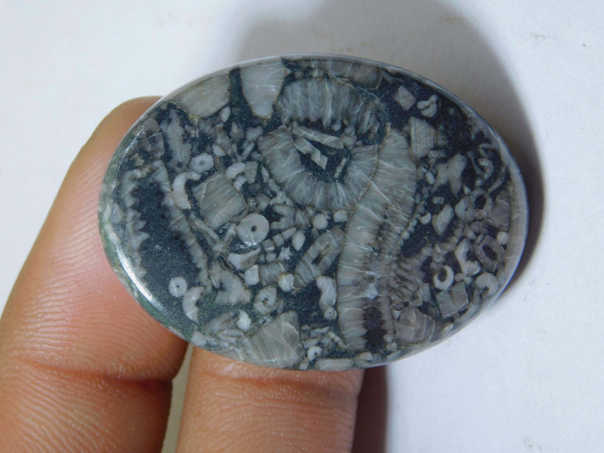 Royal Natural Shell Fossil Jasper Gemstone Top Quality Shell Etsy