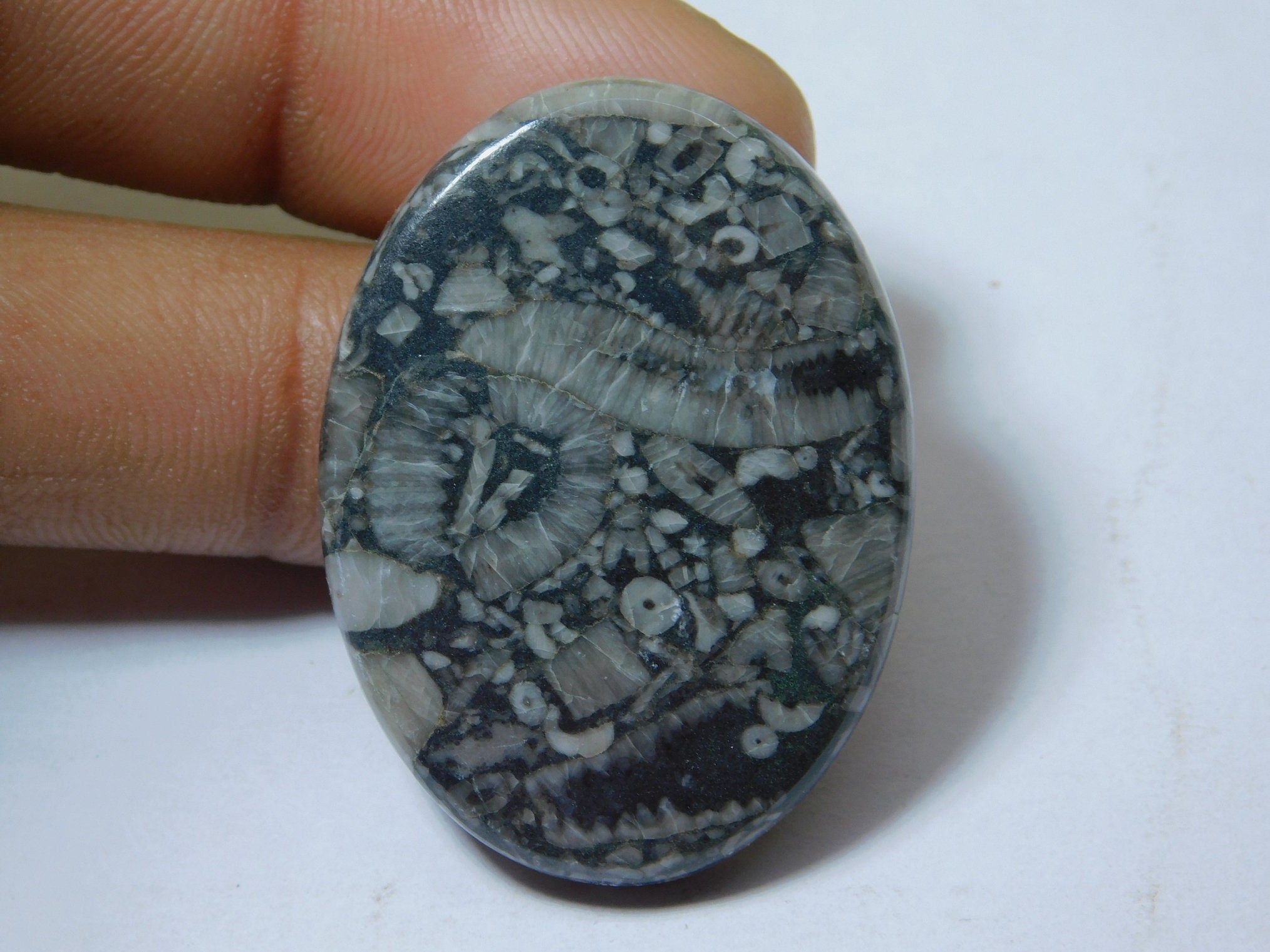 Royal Natural Shell Fossil Jasper Gemstone Top Quality Shell Etsy