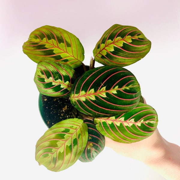 Prayer Plant “Red Vein” - Live 4” Maranta leuconeura from Canada - Tropical Indoor Calathea Stromanthe Aroid Low Light Pet Safe Houseplant