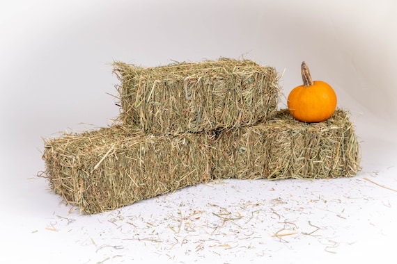 Second Cut Hay Mini Hay Bale for Rabbits, Guinea Pigs, Hamsters