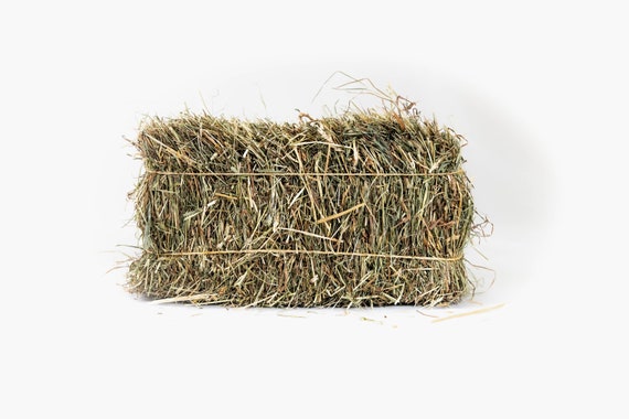 Mini Hay Bale - ORCHARD