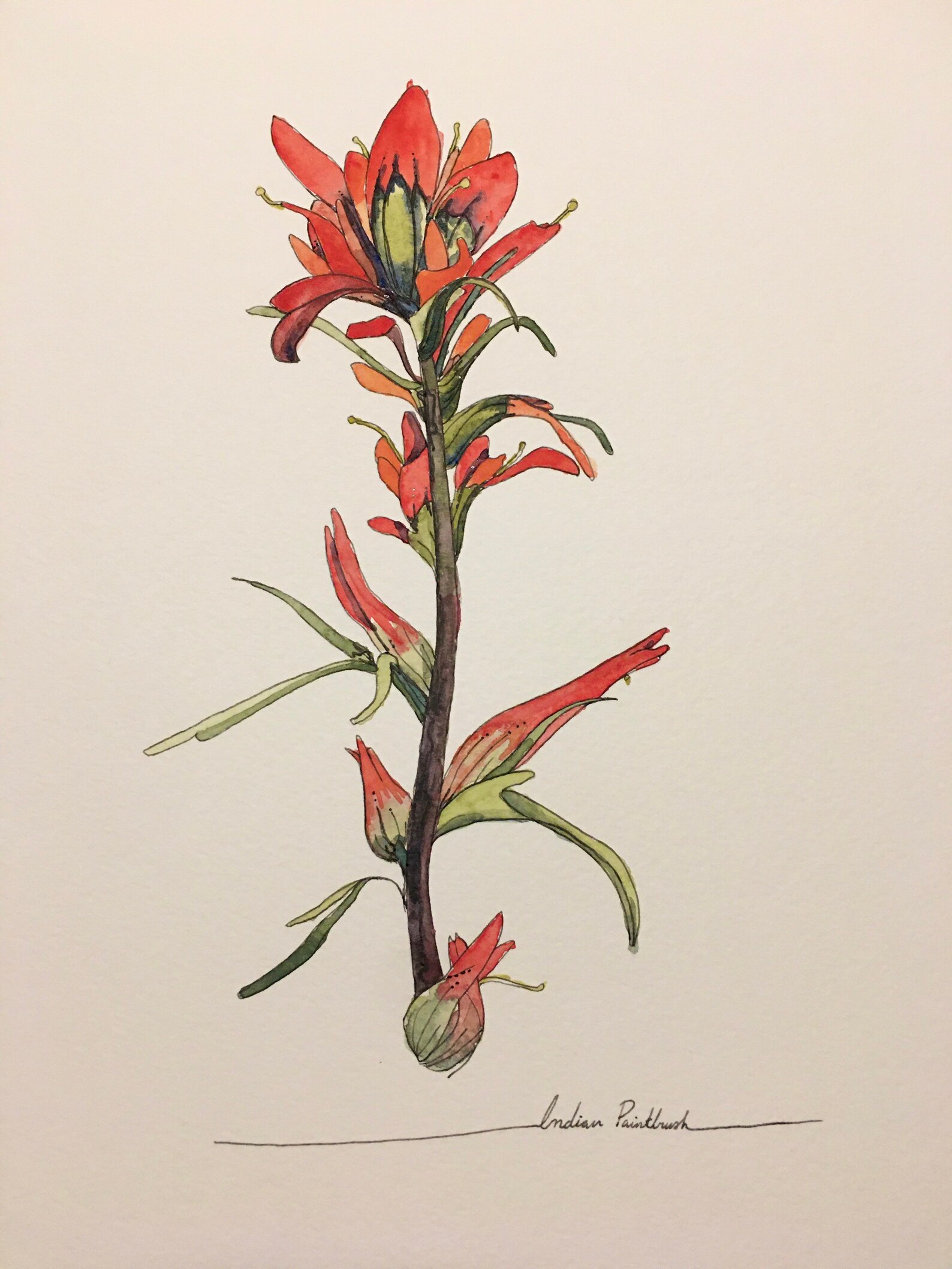 Wyoming Indian Paintbrush Illustration Print Etsy