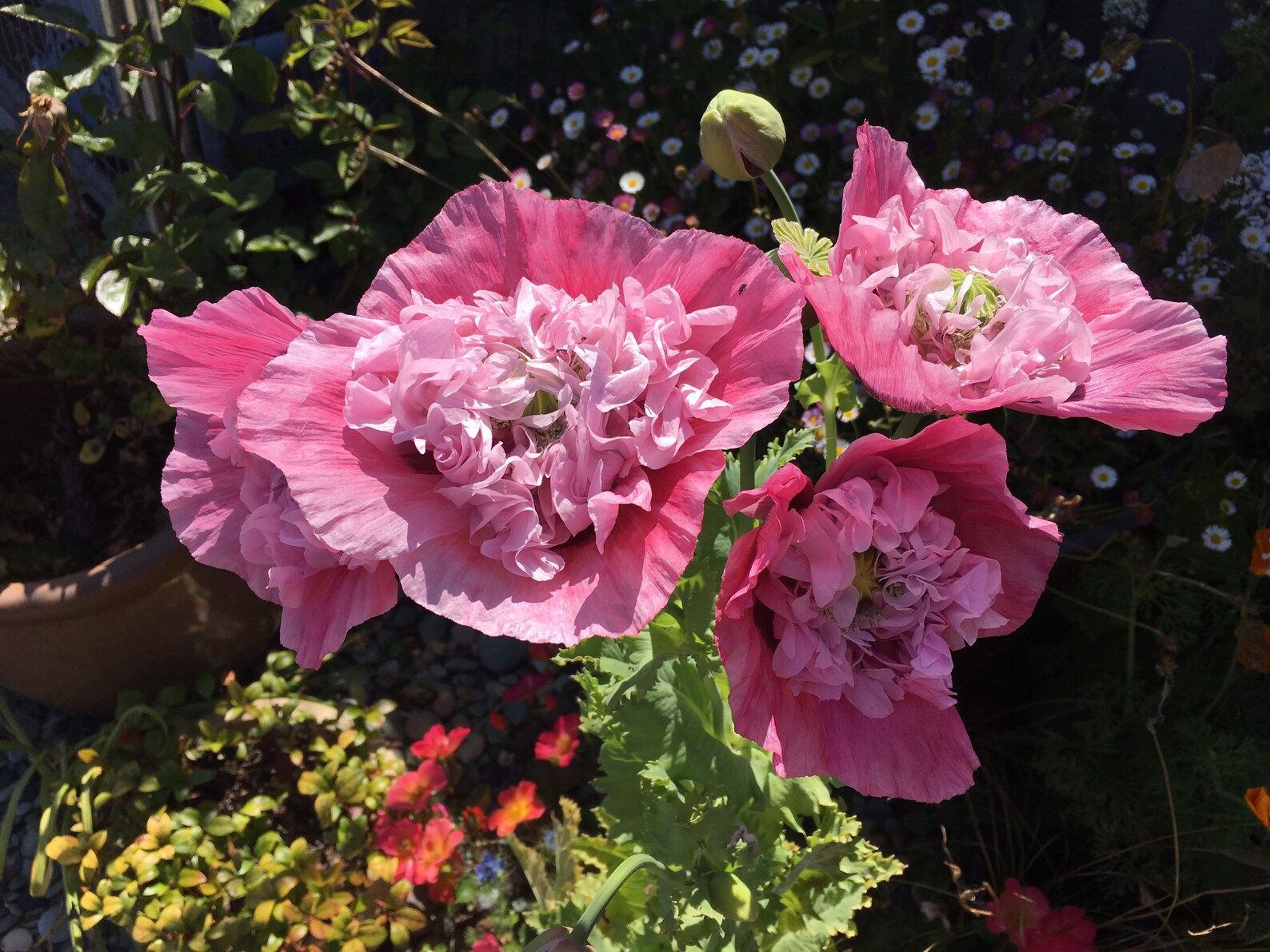 Breadseed PoppyPink Ruffled150 seeds Etsy