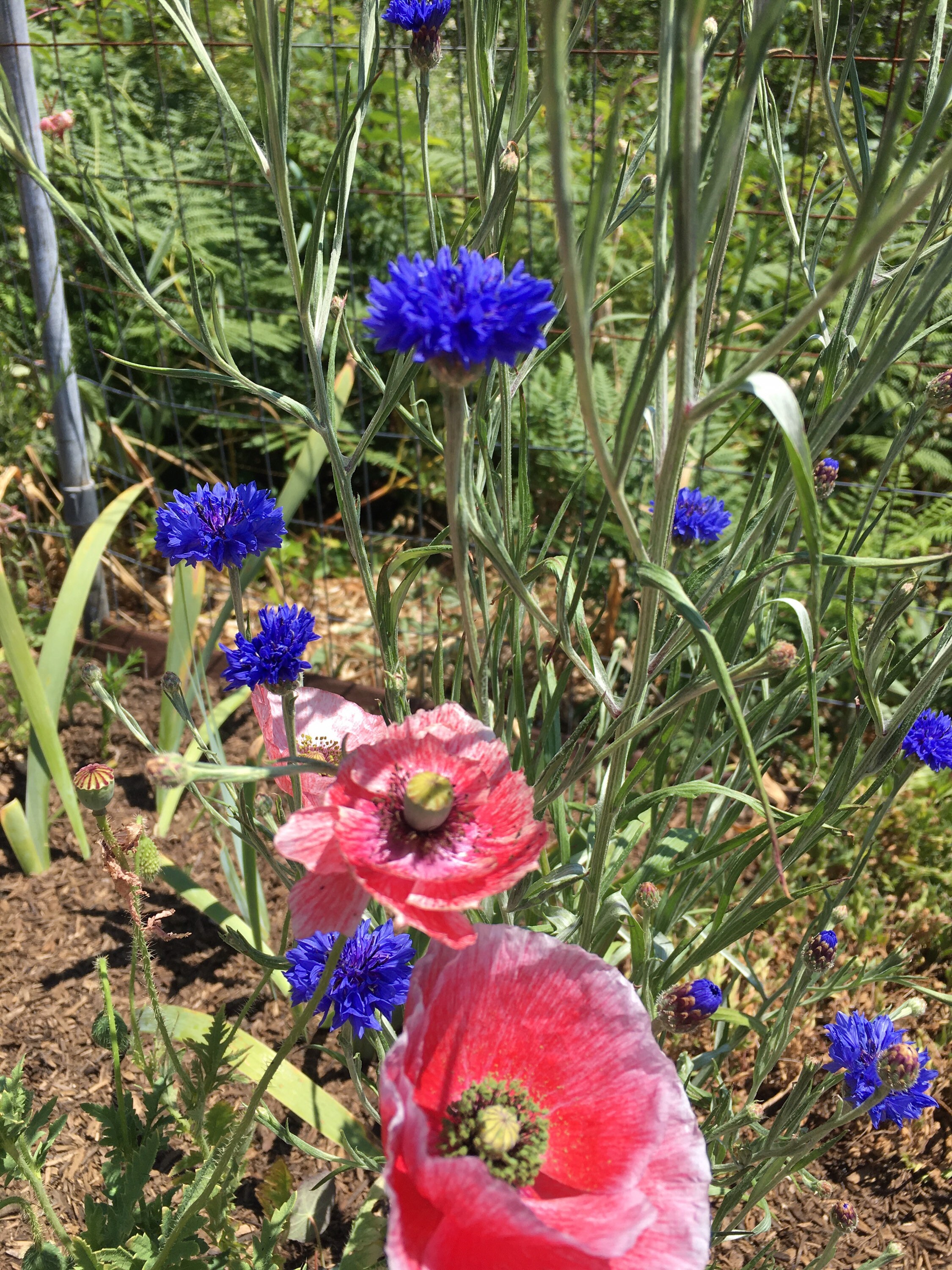 CornflowerTall Blue 100 seeds Centaurea cyanus Etsy