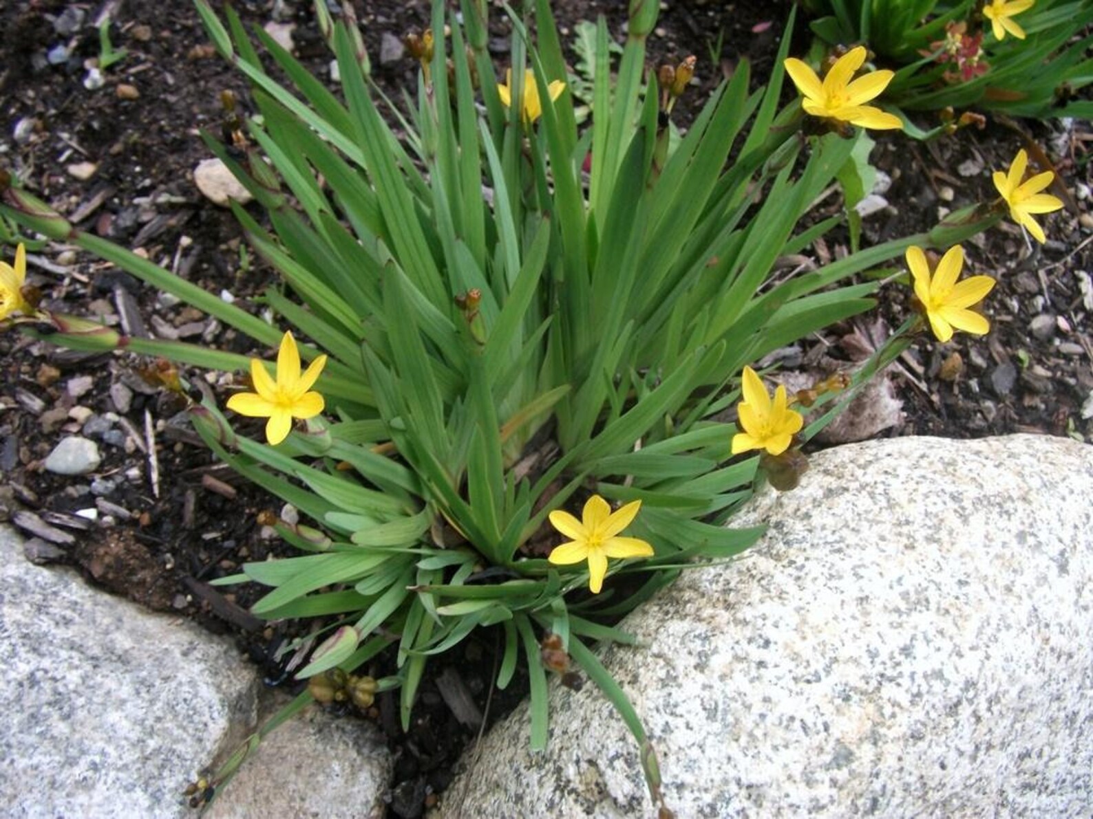 Whispers Of Sunshine: Unveiling The Delicate Charm Of Pale Yellow Eyed Grass