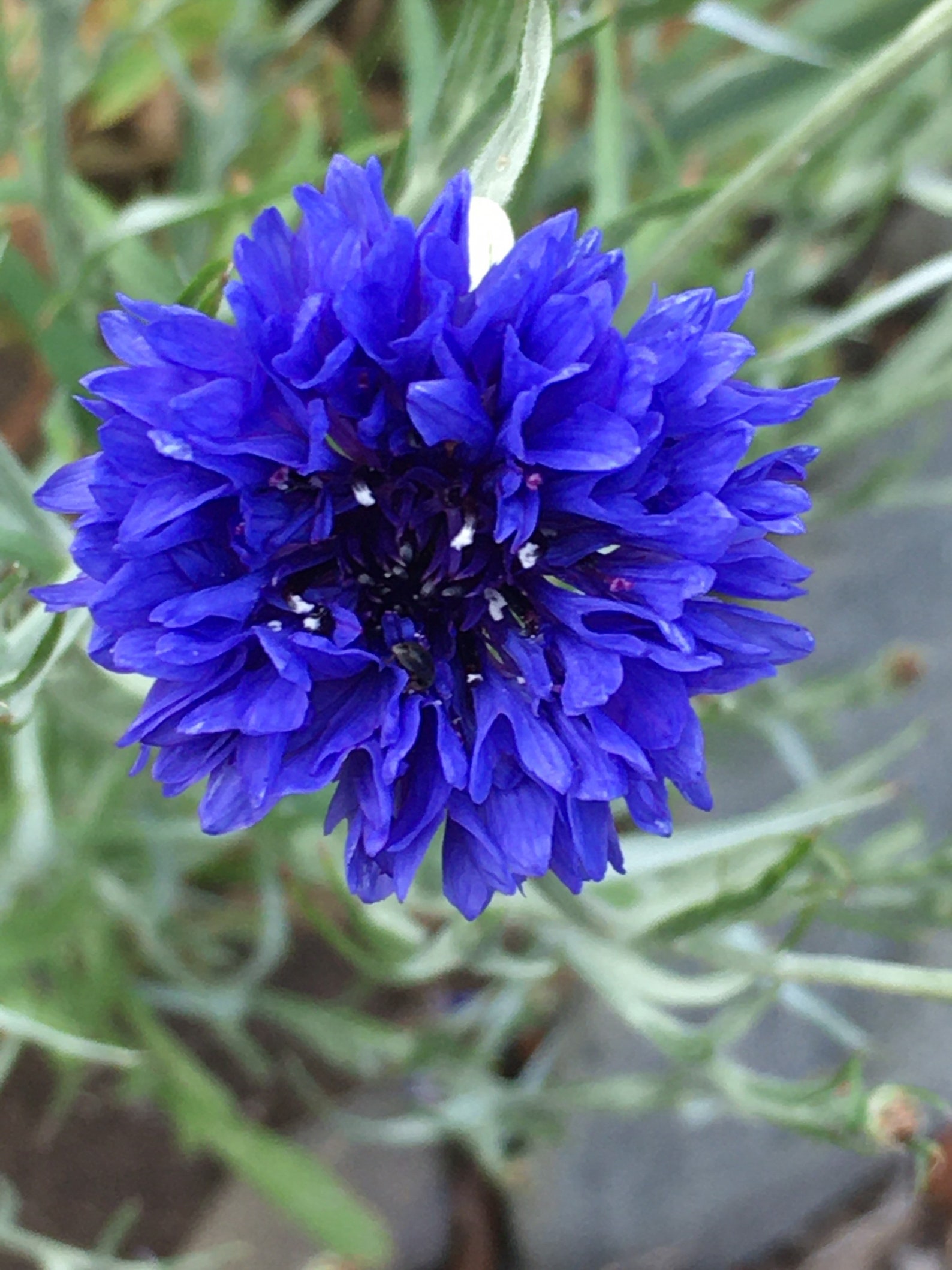 CornflowerTall Blue 100 seeds Centaurea cyanus Etsy