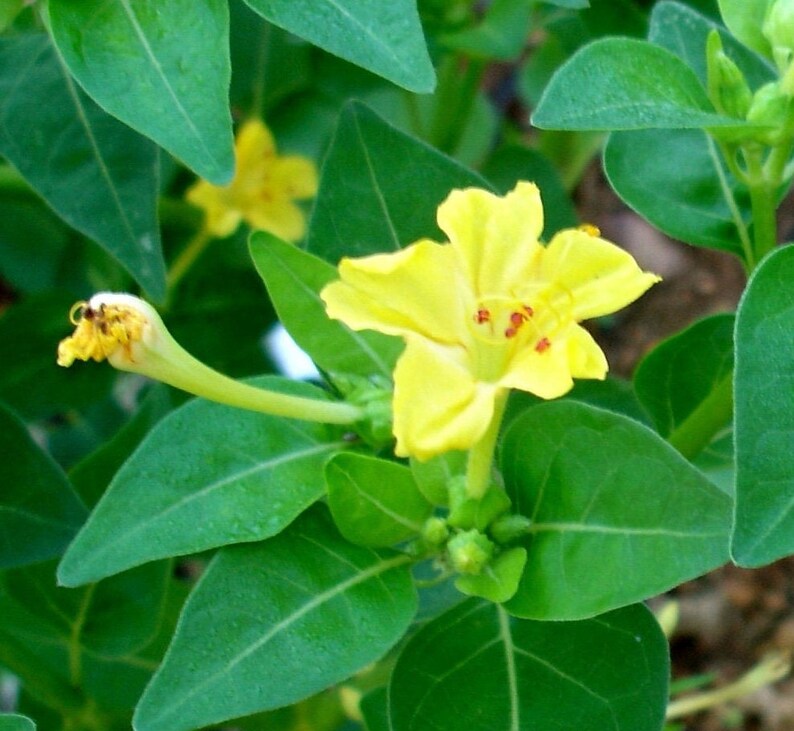 Four OClock Flower 10 seeds Yellow Mirabilis jalapa Etsy