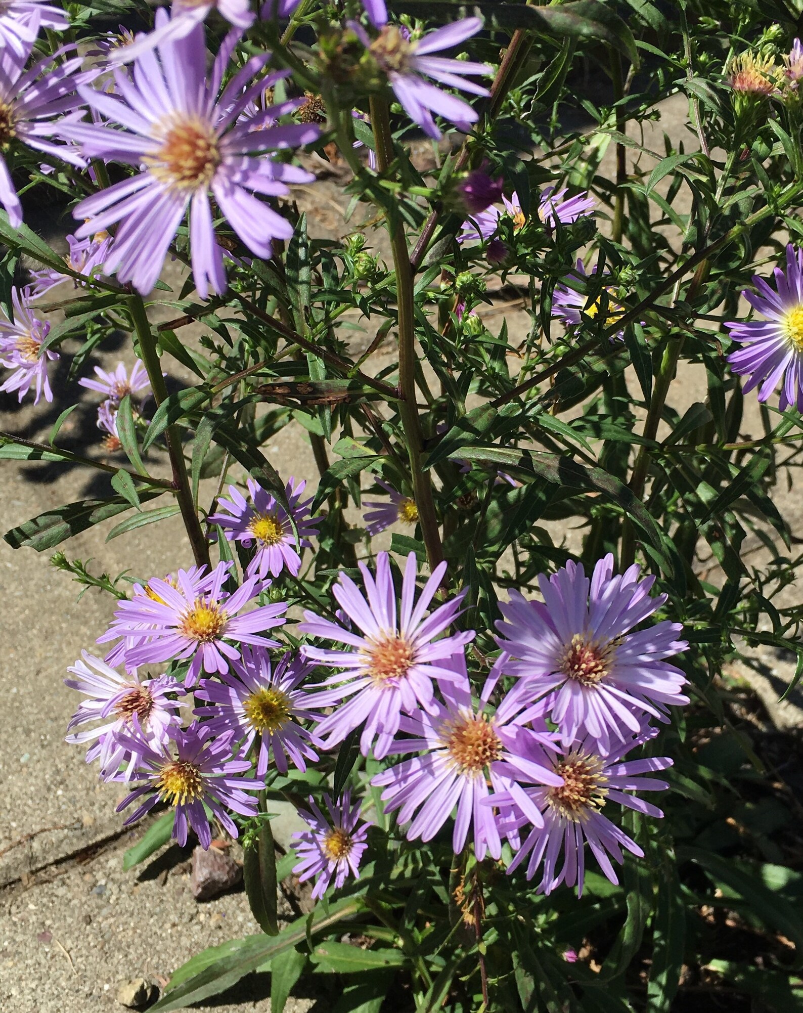 Purple Aster 100 seeds Etsy