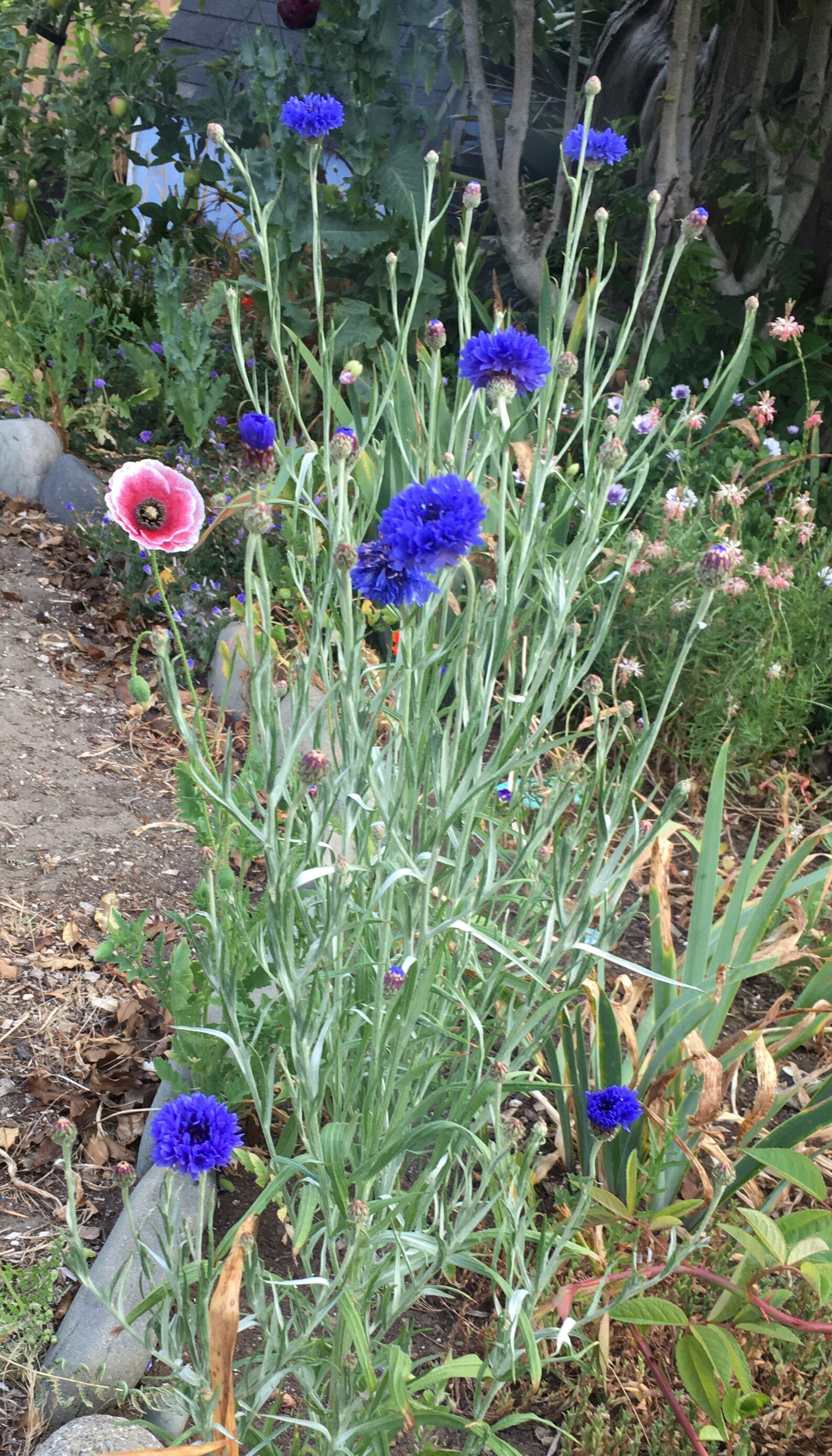 CornflowerTall Blue 100 seeds Centaurea cyanus Etsy
