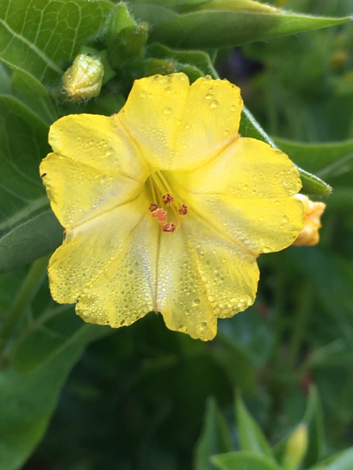 Mostly Marbled Four Oclock Mix 15 Seeds Mirabilis Jalapa Etsy