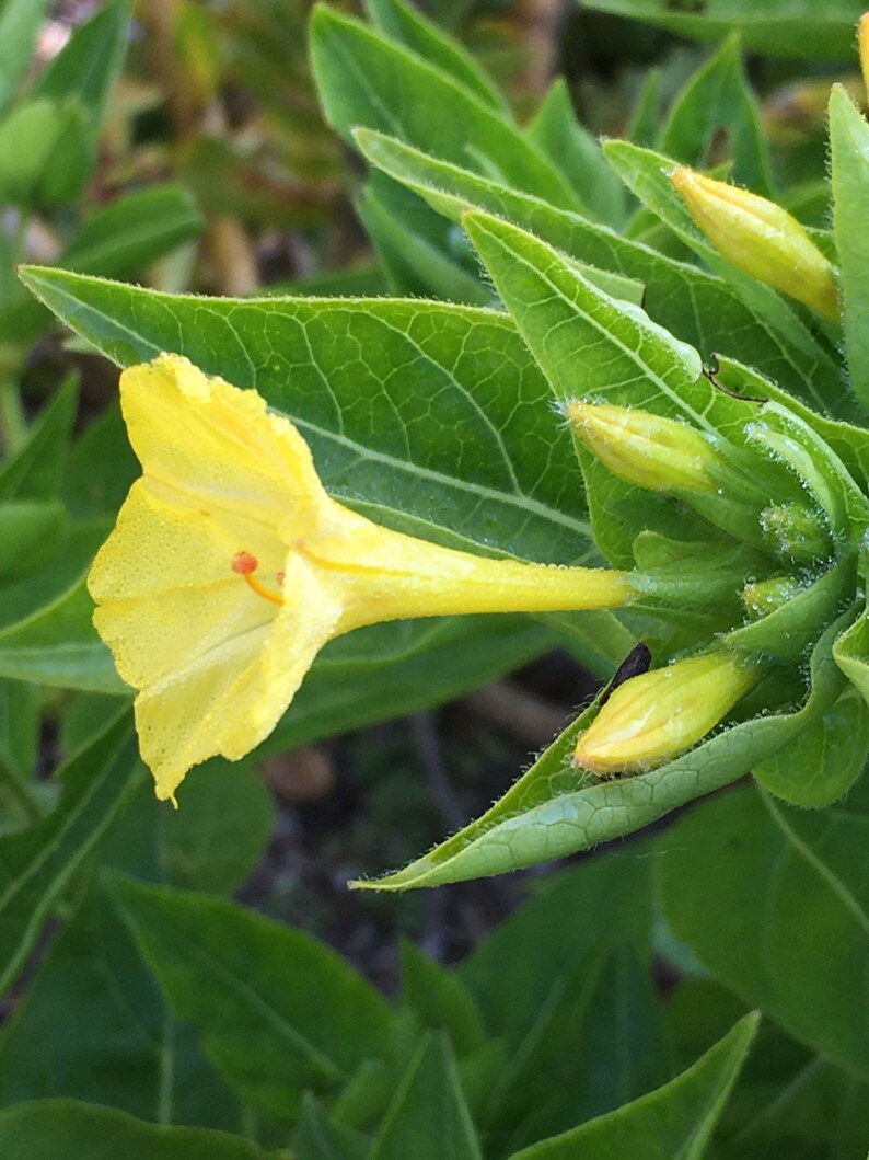 Four OClock Flower 10 seeds Yellow Mirabilis jalapa Etsy
