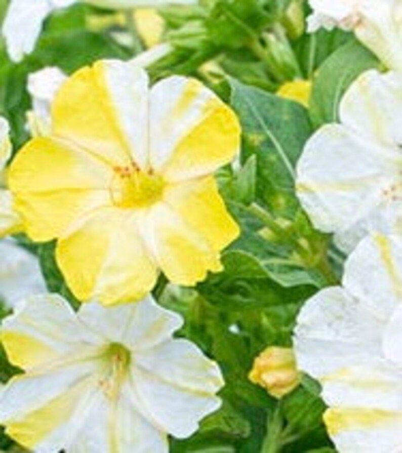 Mostly Marbled Four Oclock Mix 15 Seeds Mirabilis Jalapa Etsy