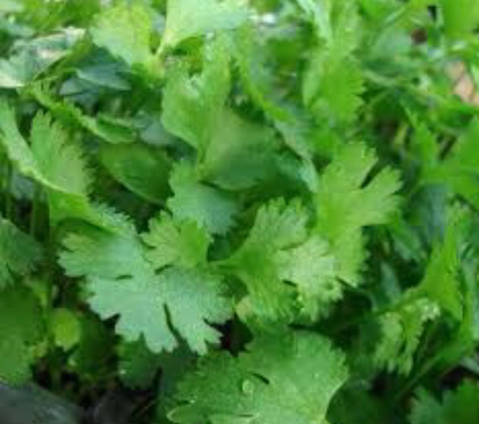 Cilantro slow bolt variety 100 seeds Etsy