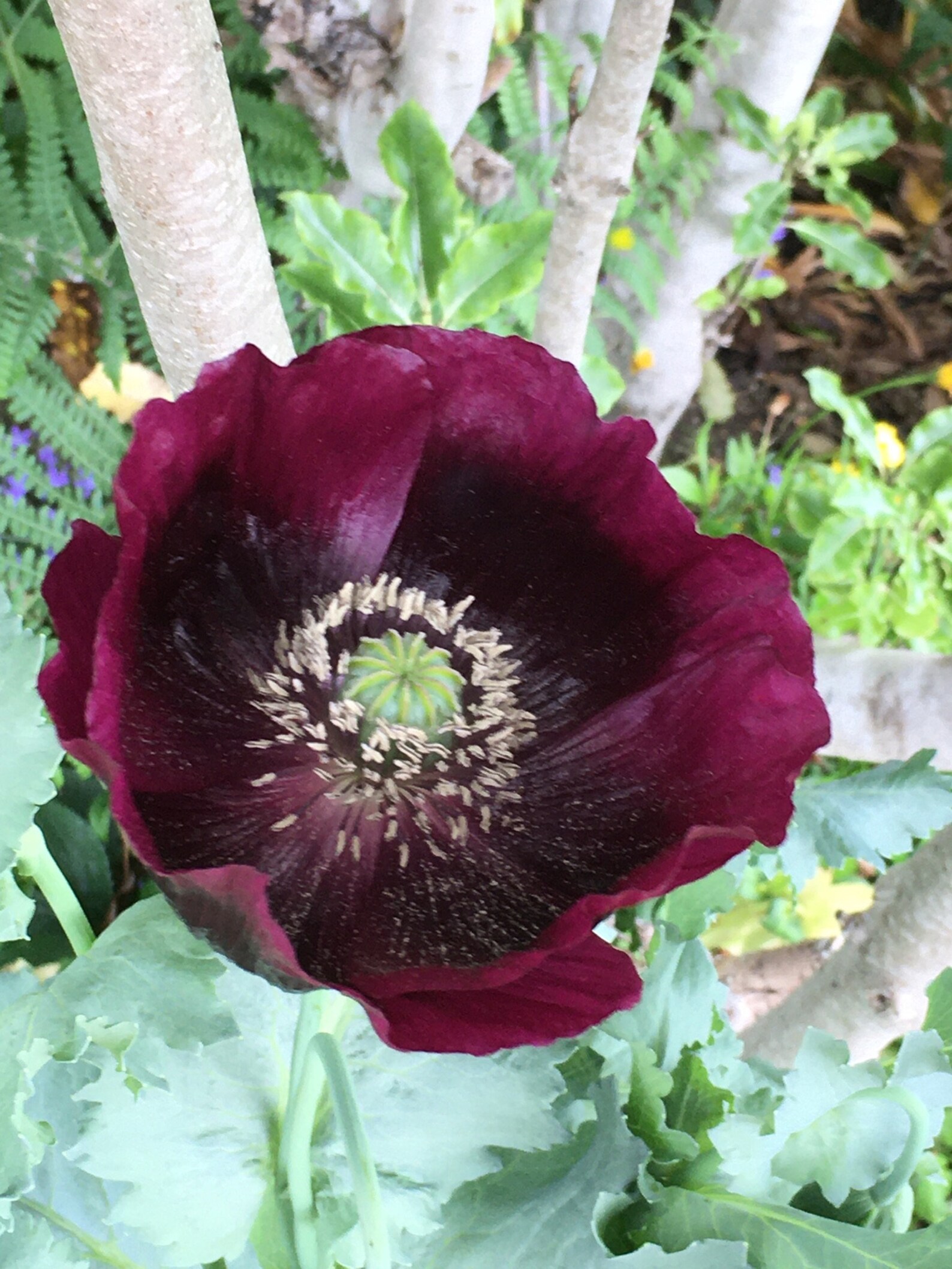 Breadseed Poppy Laurens Grape 150 Seeds Etsy