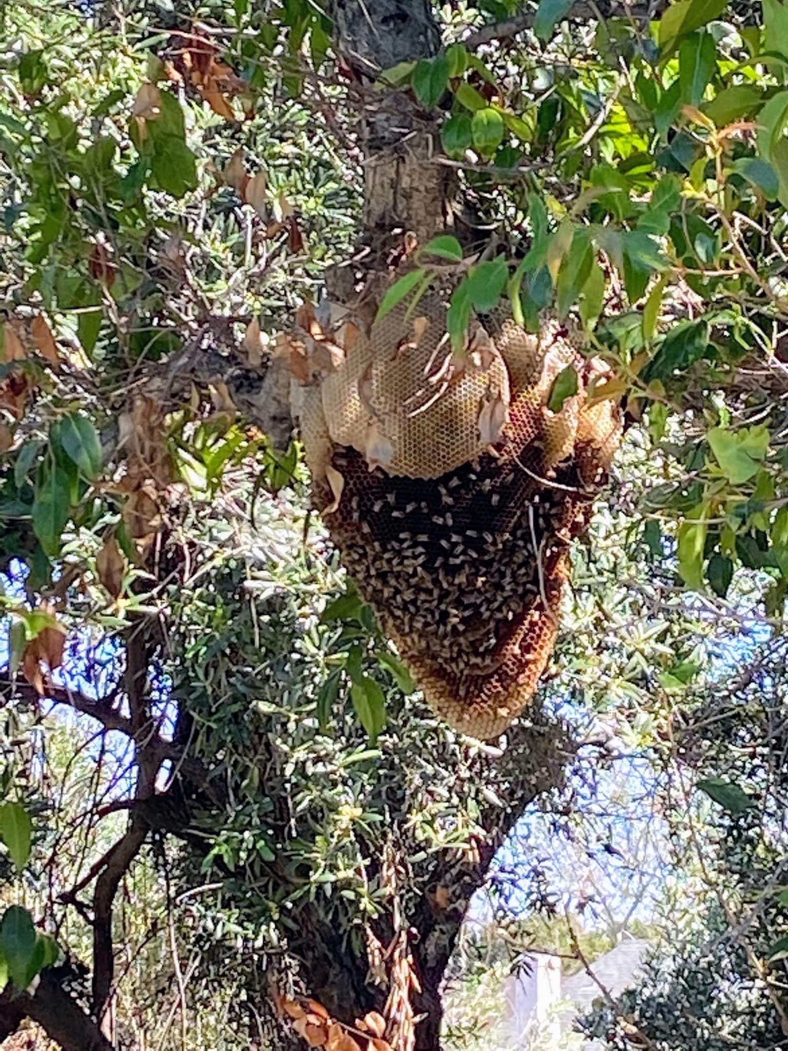 Beeswax Wood Finish Food Grade / Sealer / Polish for Cutting Etsy