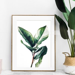 Tropical Plant, Botanical Wall Art, Wall Art Printable, Digital Download