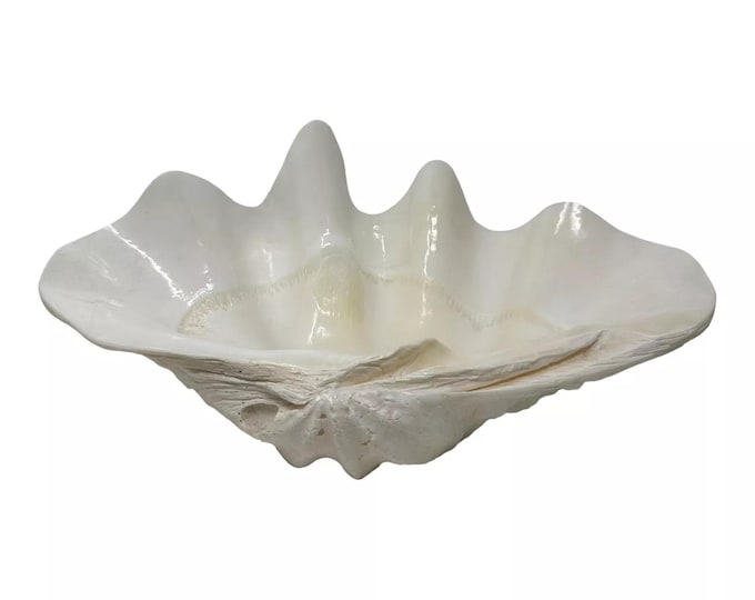 Vintage 1950s Tridacna Gigas Giant Clam Shell Flat Bottom 17.5