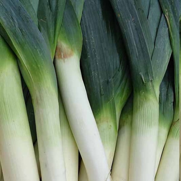 SHALLOT 100 seeds Long White Winter vegetable garden Spring Onion Leek green GMO Free Organic Vegan Beta Allium cepa var. aggregatum