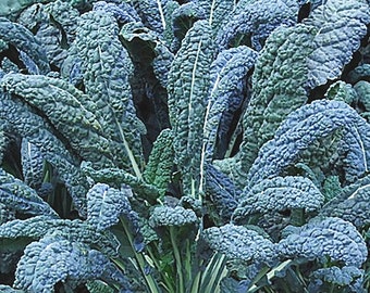 KALE Dinosaur Tuscan Nero Black 100 Seeds Organic Vegetable Salad Hardy Plant Heirloom GMO Free Organic Vegan Brassica oleracea Mustard