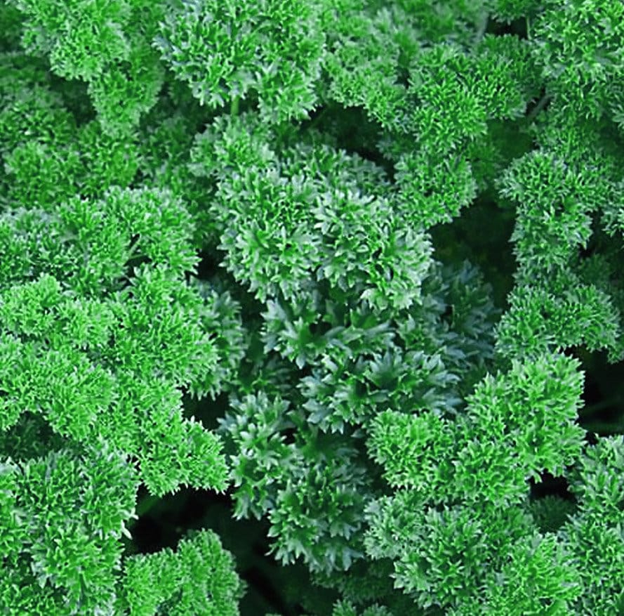 Parsley Moss Curled 2 100 seeds Heirloom vegetable Winter Etsy