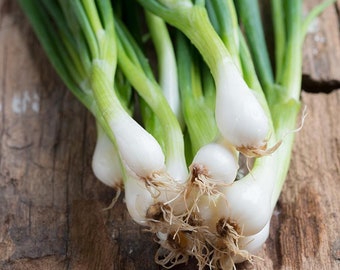 SPRING ONION 100 seeds Long White Winter vegetable garden Shallot Leek green GMO Free Organic Vegan Beta Allium cepa var. aggregatum