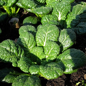 BOK CHOI Pak Choi Green 100 seeds Winter vegetable garden Heirloom Chinese Cabbage Asian HEALTHY gmo Free Organic Brassicaceae Stir Fry