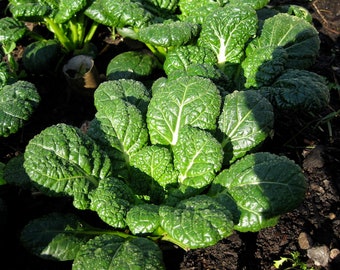 BOK CHOI Pak Choi Green 100 seeds Winter vegetable garden Heirloom Chinese Cabbage Asian HEALTHY gmo Free Organic Brassicaceae Stir Fry