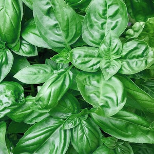 Basil Herb Sweet 100 seeds Italian vegetable garden garnish Heirloom green Pesto Mints GMO Free Vegan Plant Ocimum basilicum Fawlty Towers