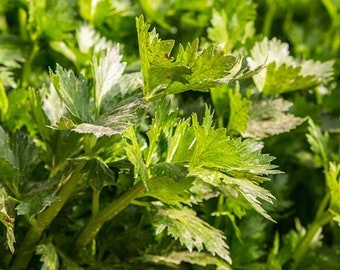Aipo alto de Utah 100 sementes Horta Salada orgânica verde SAUDÁVEL Apium Herança OGM Livre de umbelíferas veganas Planta cresce Cozinha asiática