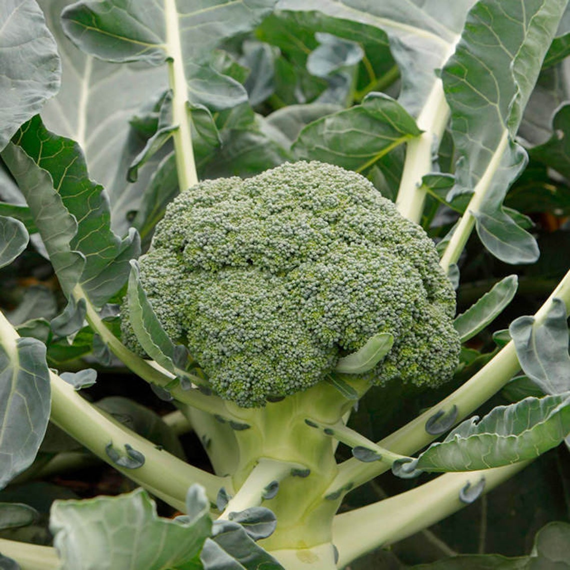 Broccoli Di Ciccio 100 seeds Winter vegetable garden Heirloom Etsy