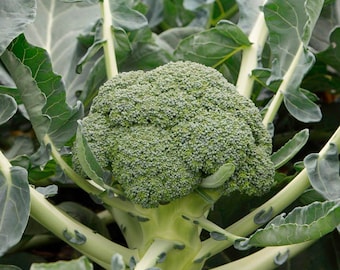 Brócoli Di Ciccio 100 semillas Huerto de invierno Reliquia verde CERDA SALUDABLE Libre de OGM Orgánico Vegano Brassicaceae Cultivo de plantas