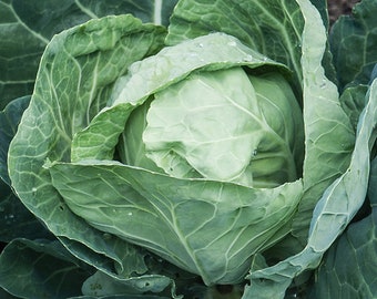 COL Primo II 100 semillas Huerto de invierno Reliquia verde Cerda saludable Libre de OGM Orgánico Vegano Brassica Cultivo de plantas Lechuga Coleslaw