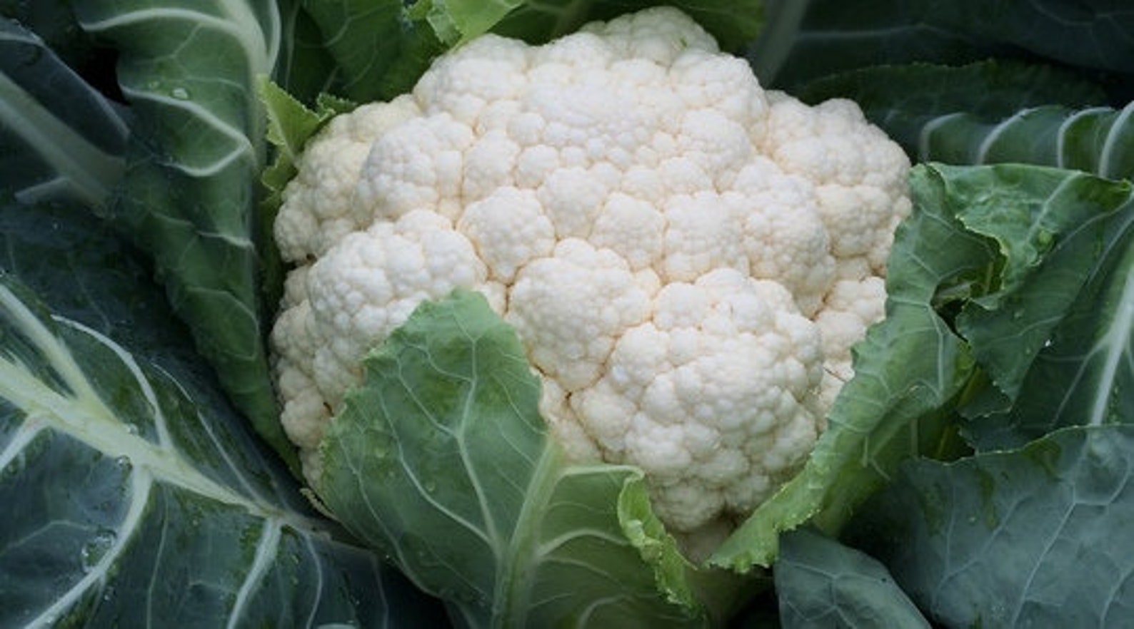 CAULIFLOWER Snowball 100 Seeds Winter Vegetable Garden Etsy UK