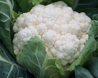 COLIFLOR Bola de nieve 100 semillas Huerto de invierno Reliquia verde CERDA SALUDABLE Libre de OGM Orgánico Vegano Brassica Cultivo de plantas