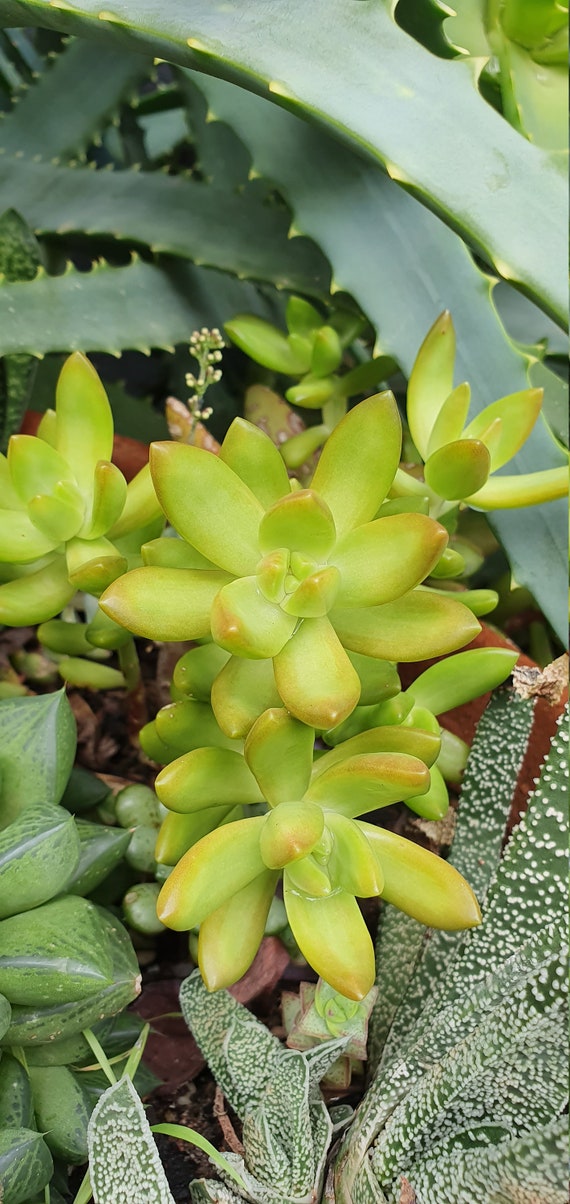 Sukkulenten Schneiden x 1 Kaktus Sedum Adolphii Echeveria gelb golden  Glhen Terrarien Blumenarrangement Fee Garten Pflanzer unentwurzelt grn -  Etsy.de