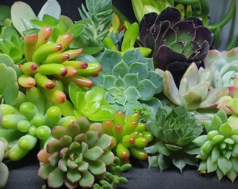 Succulent Cuttings X 30 Varieties Cactus Sedum Echeveria Terrariums Flower Arrangements Fairy Garden Planter Unrooted Assorted Garden Plants
