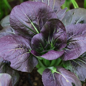 BOK CHOI Pak Choi Rot Lila 100 Samen Winter Gemüse garten Erbstück Chinese Cabbage Asiatisch GESUND bio Bio Brassicaceae Stir Fry