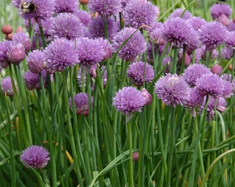 Chives Herb 100 seeds Onion vegetable garden garnish salad green HEALTHY Eggs Garlic GMO Free Vegan Brassicaceae Plant Allium schoenoprasum