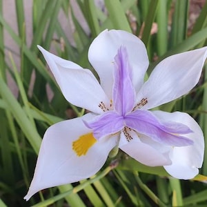 Peut inclure: Une fleur blanche avec des accents violets et jaunes fleurit dans un lit d'herbe verte.