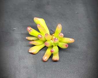 Succulent Cutting x 4 Cactus Mini Jade Bush Plant Elephant Ear Portulacaria Terrarium Flower Arrangement Fairy Garden Rooted Assorted Garden