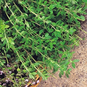 May include: A bunch of fresh green thyme sprigs, a popular herb used in cooking.