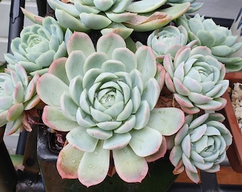 Succulent Cutting x 1 Cactus Sedum Echeveria Elegans Mexican Snowball Terrariums Flower Fairy Garden Planter Unrooted Assorted Garden Plant